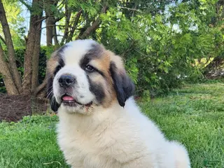 Mixed Breed dogs for sale: Doogen - Ad 3