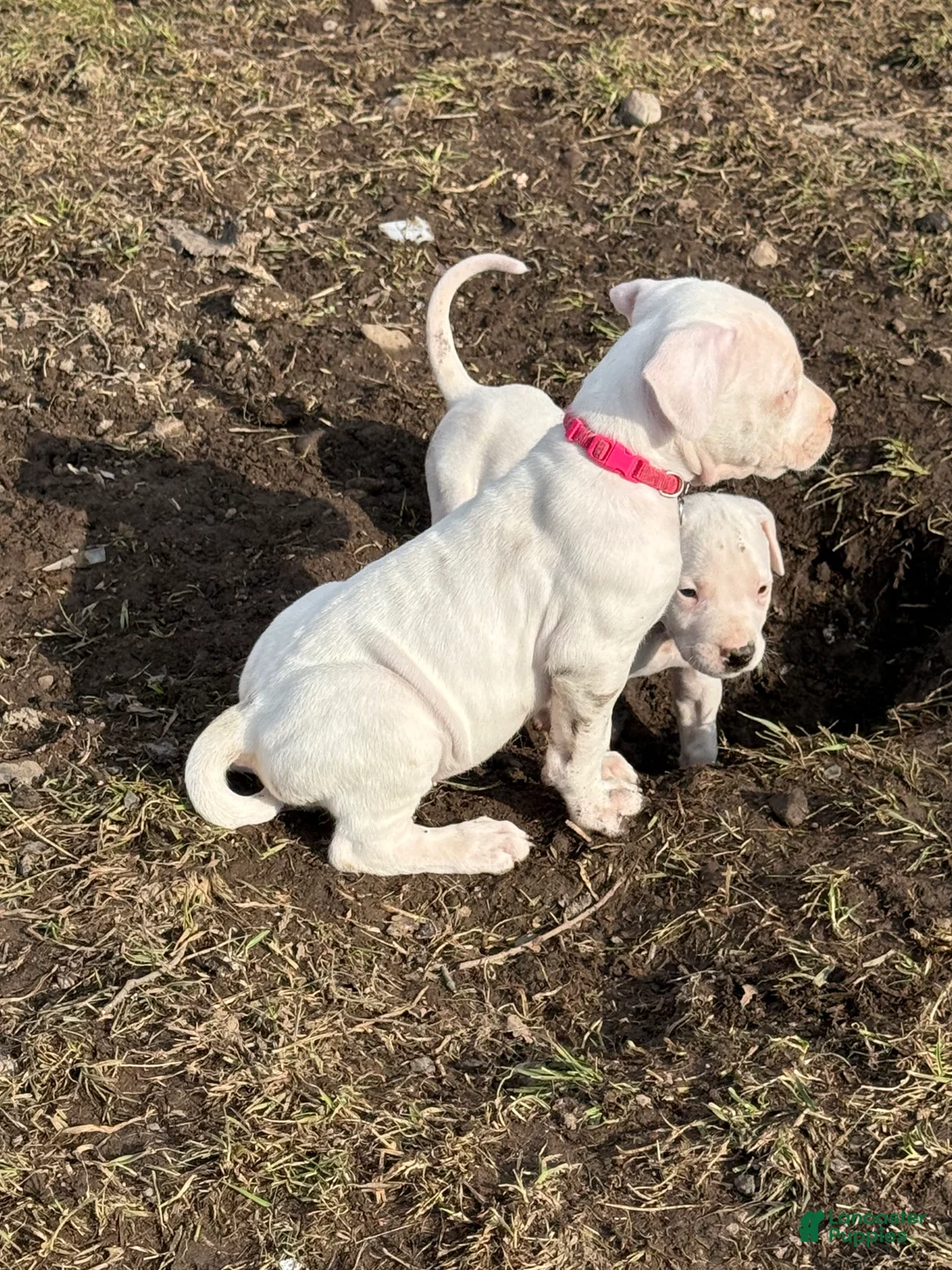 Dogo Argentino dogs for sale: Neon pink collar female - Ad 2