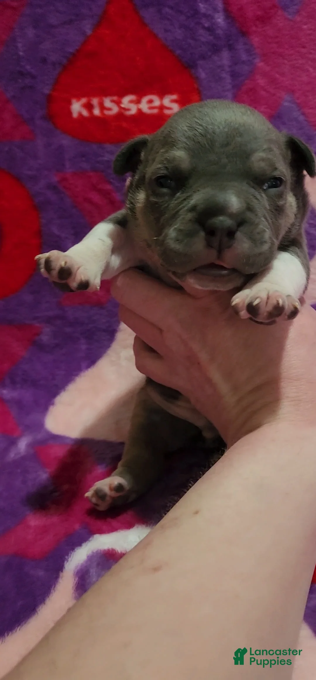American Bully dogs for sale: Atreus - Ad 5