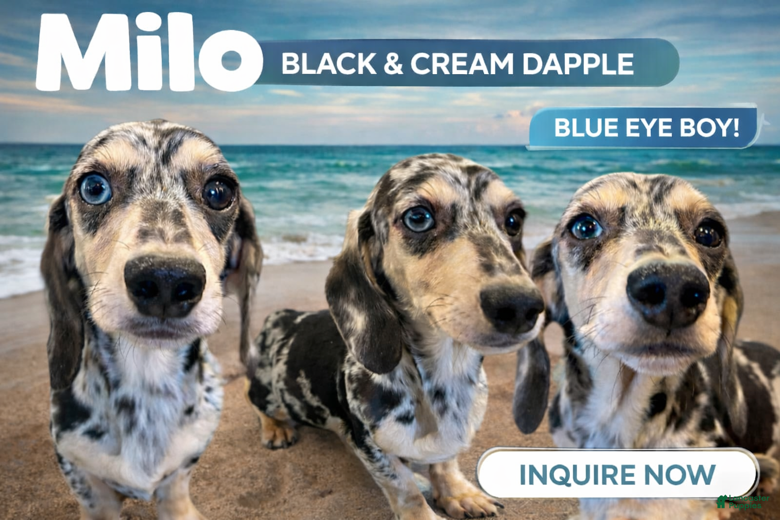 Miniature Dachshund dogs Milo bright blue eye - Ad 28