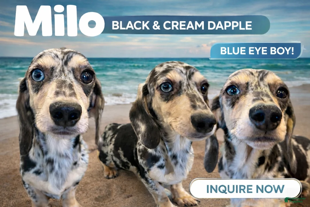 Miniature Dachshund dogs for sale: Milo bright blue eye - Ad 1