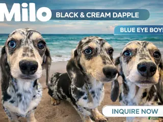 Miniature Dachshund dogs Milo bright blue eye - Ad 28