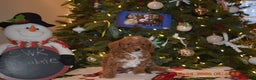 Cavapoo dogs for sale: Chocolate  - Ad 10