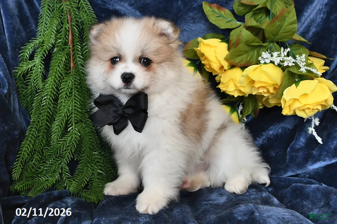 Pomeranian dogs for sale: Rover - Ad 3