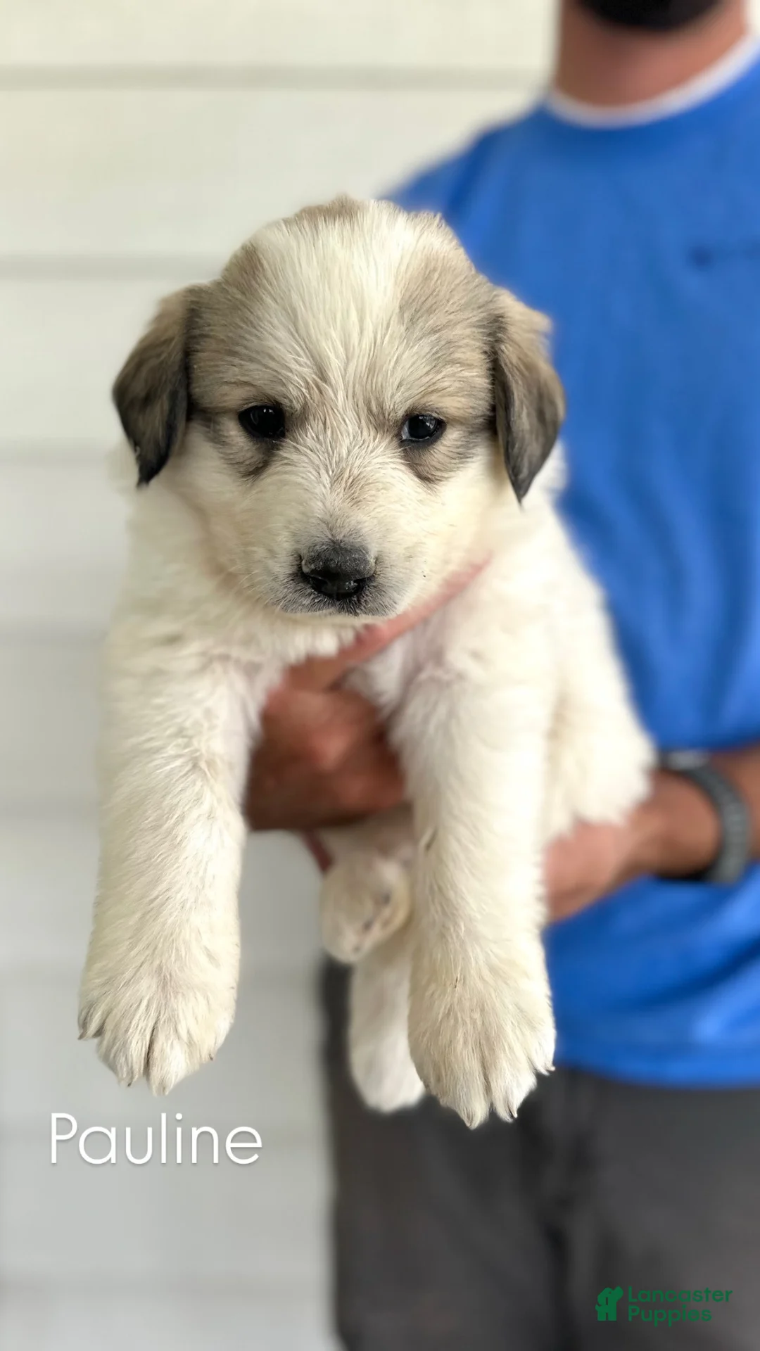 Great Pyrenees dogs for sale: Pauline - Ad 1