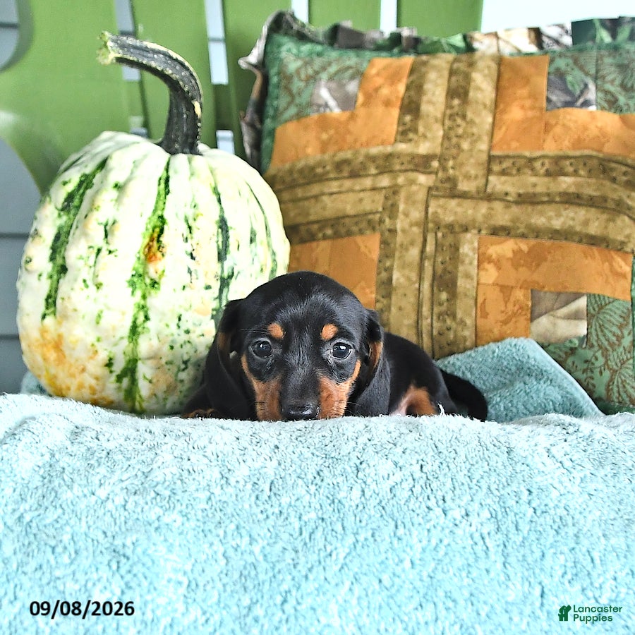 Miniature Dachshund dogs Jax - Ad 2