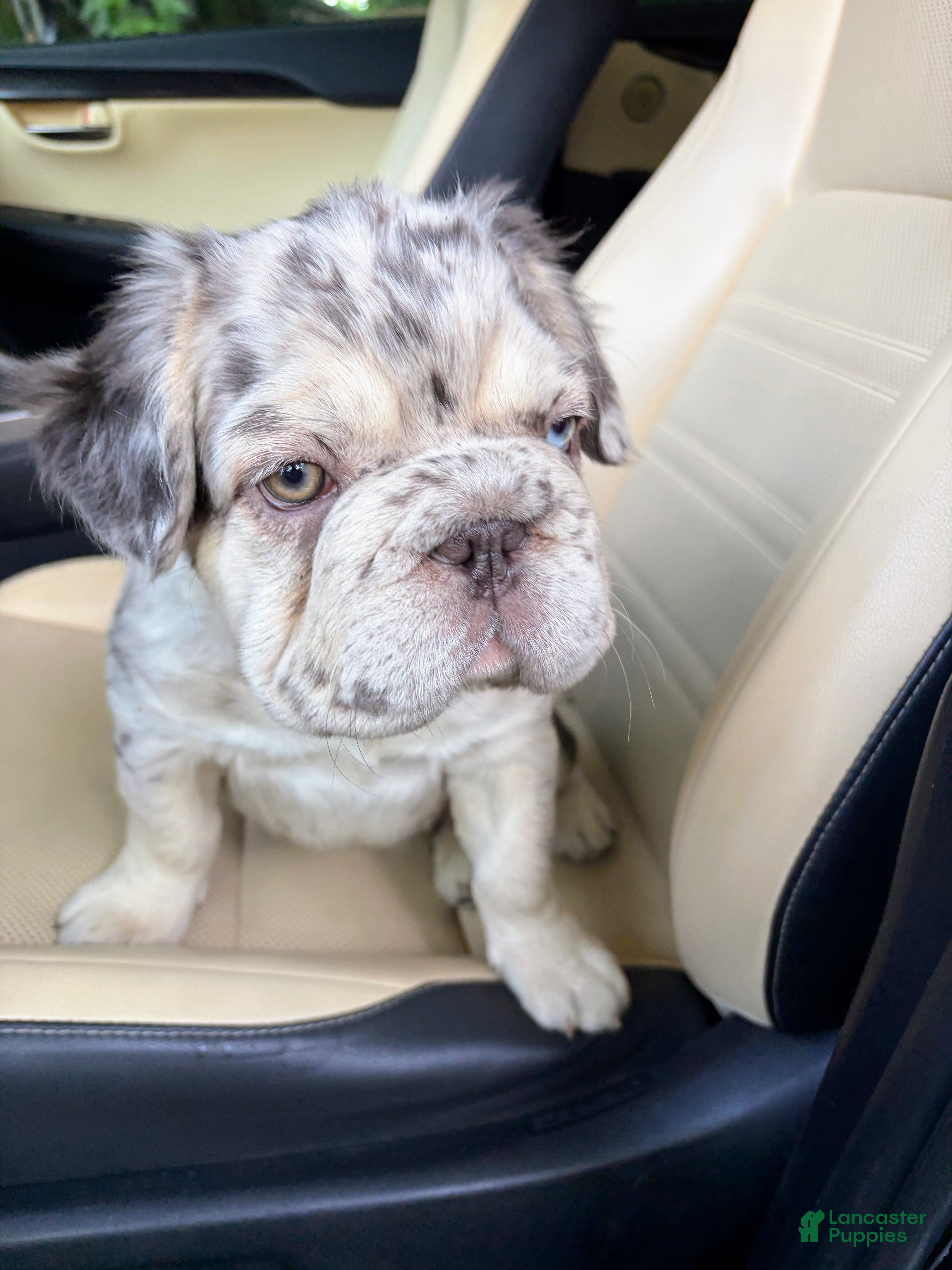 French Bulldog dogs French Bulldog 1 - Ad 1