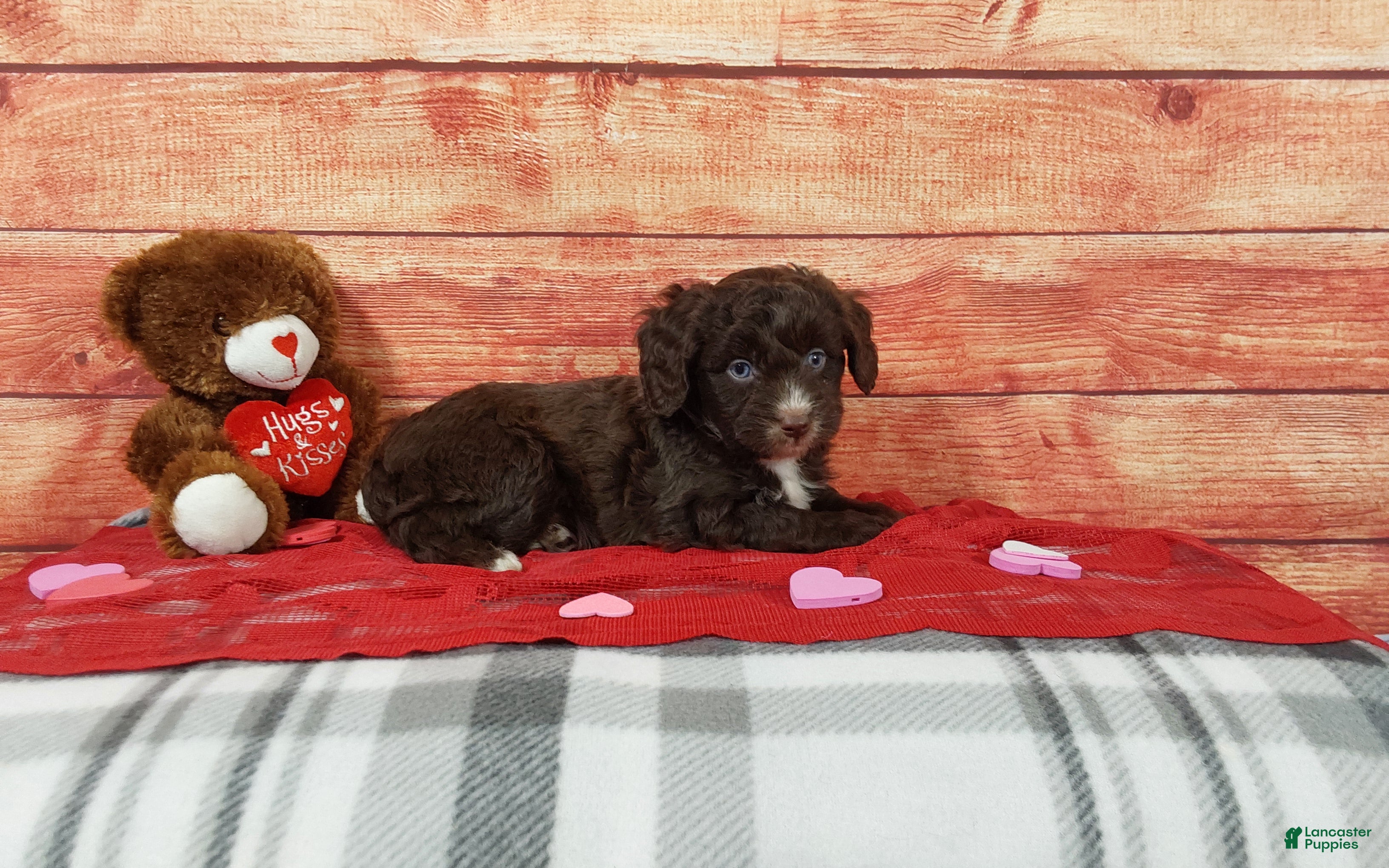 Aussiedoodle dogs Aussiedoodle Puppy 2 - Ad 2