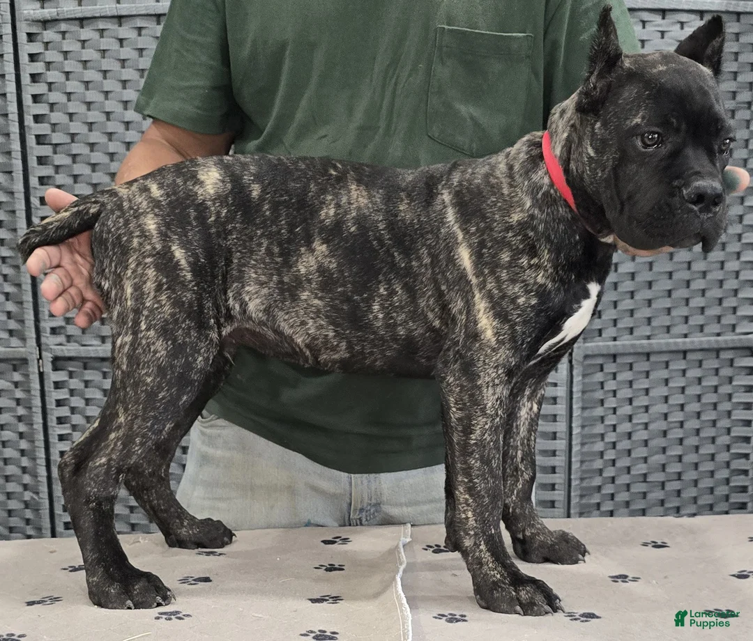 Cane Corso dogs for sale: Red Boy - Ad 2