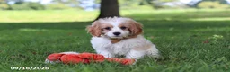 Cavapoochon dogs for sale: Kobe - Ad 3