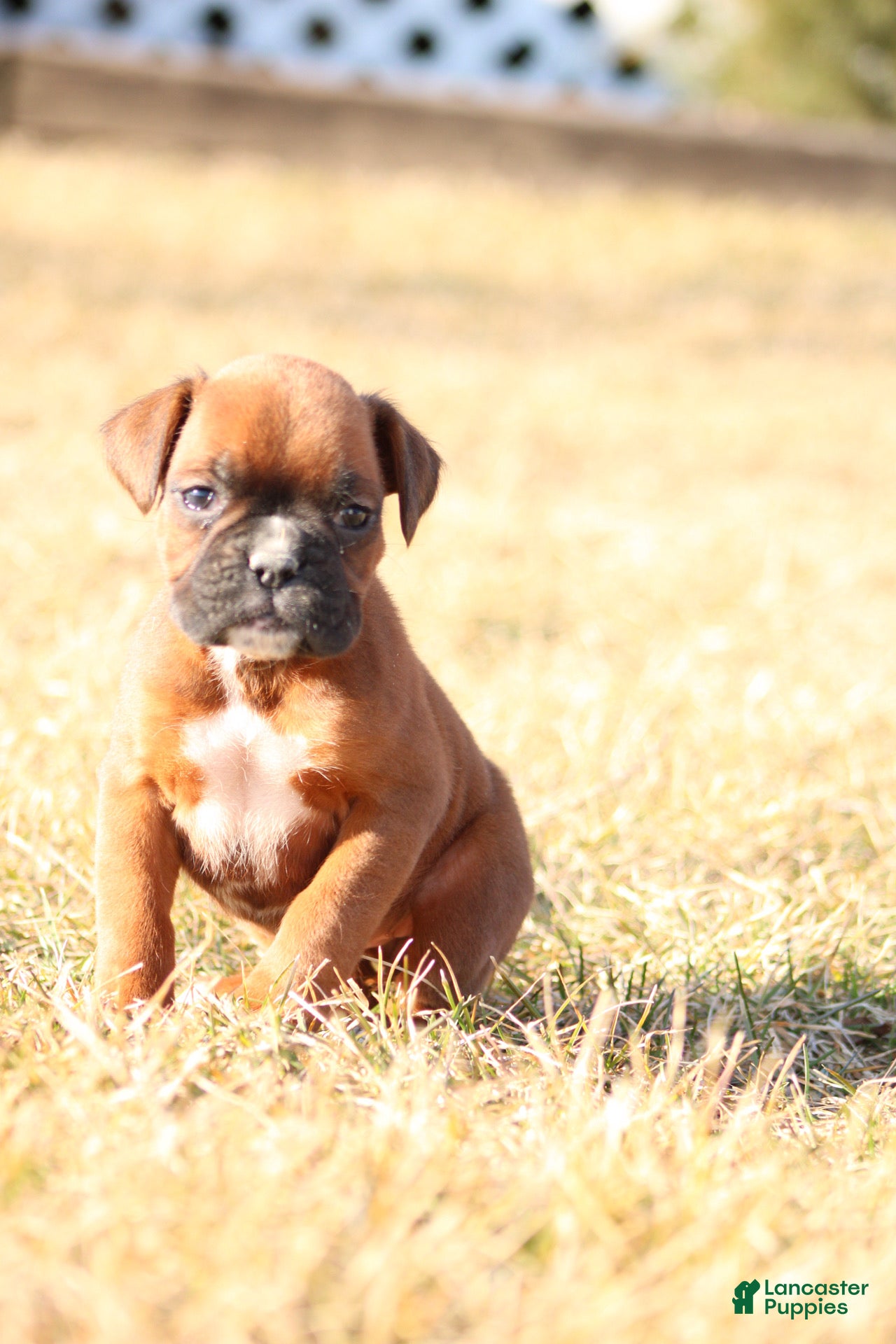 Boxer dogs Reeses - Ad 1