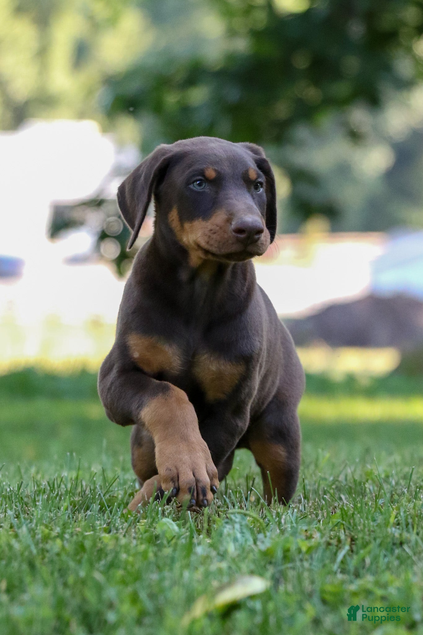 Doberman Pinscher dogs ODIN - Ad 1