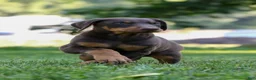 Doberman Pinscher dogs for sale: ODIN - Ad 1