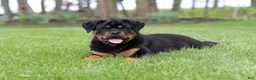 Rottweiler dogs for sale: Angela - Ad 6