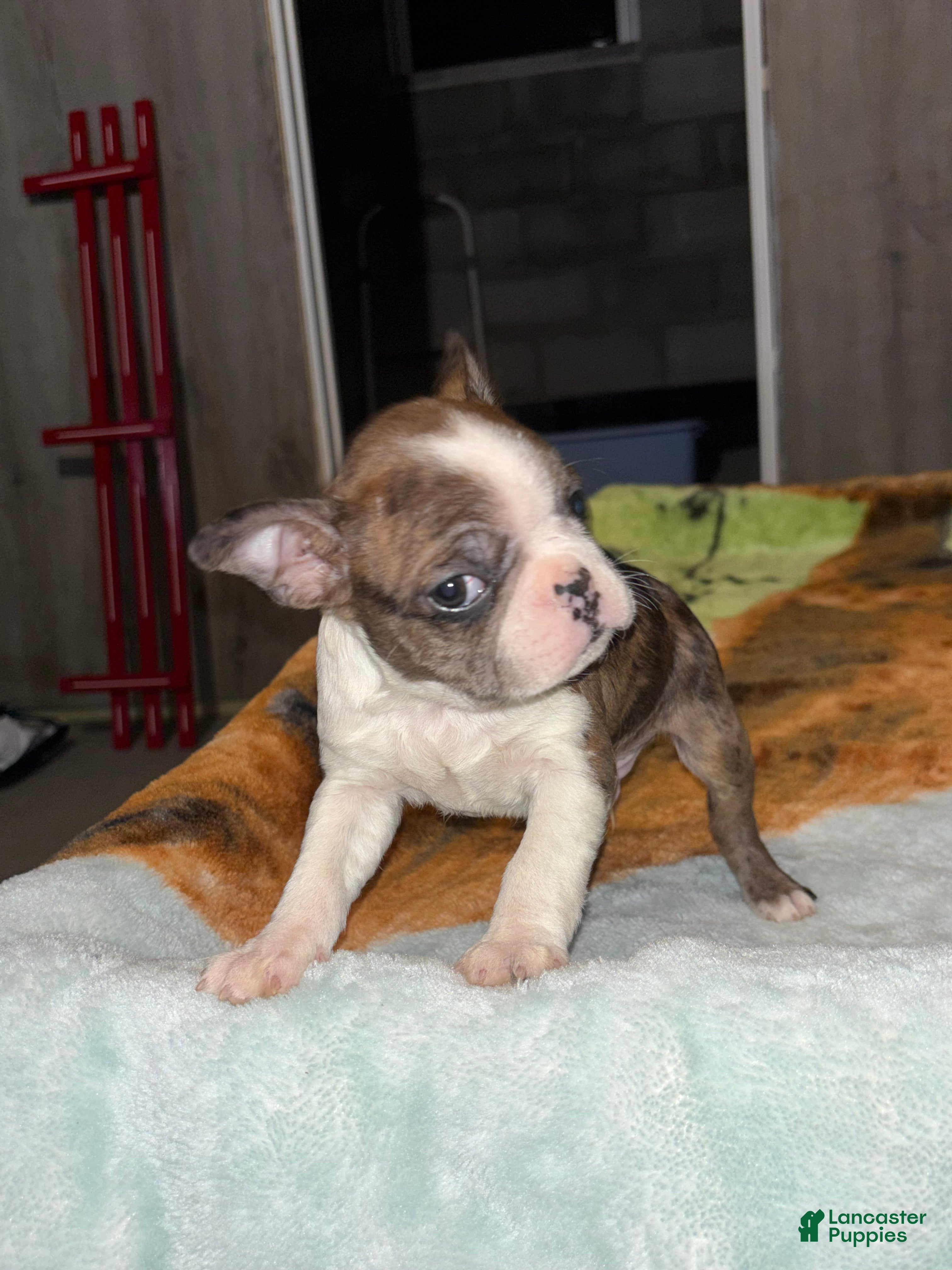 Boston Terrier dogs Eddie - Ad 2