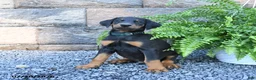 Doberman Pinscher dogs for sale: Pepper - Ad 3