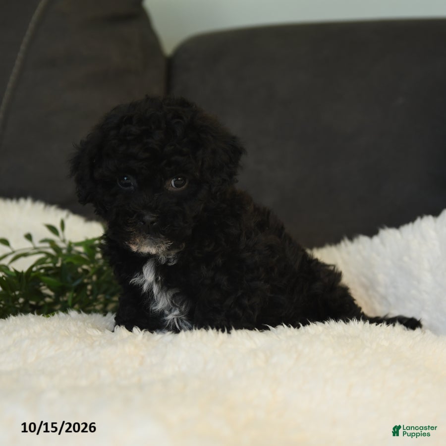 Teddy Bear dogs Wooton - Ad 2