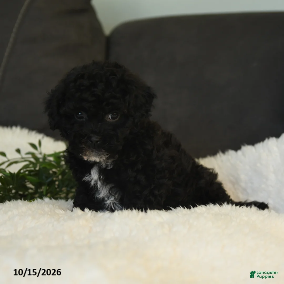 Teddy Bear dogs for sale: Wooton - Ad 2