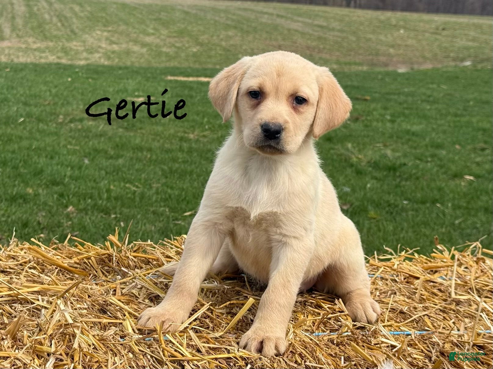 Labrador Retriever dogs Gertie - Ad 20