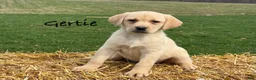 Labrador Retriever dogs for sale: Gertie - Ad 1