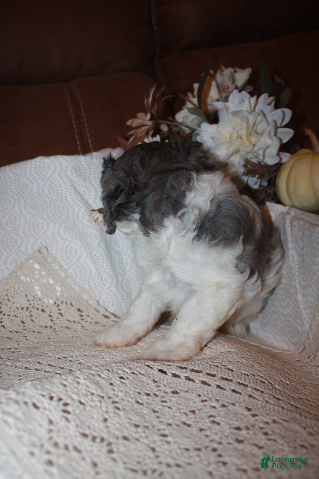 Cavapoo dogs for sale: Luke - Ad 3