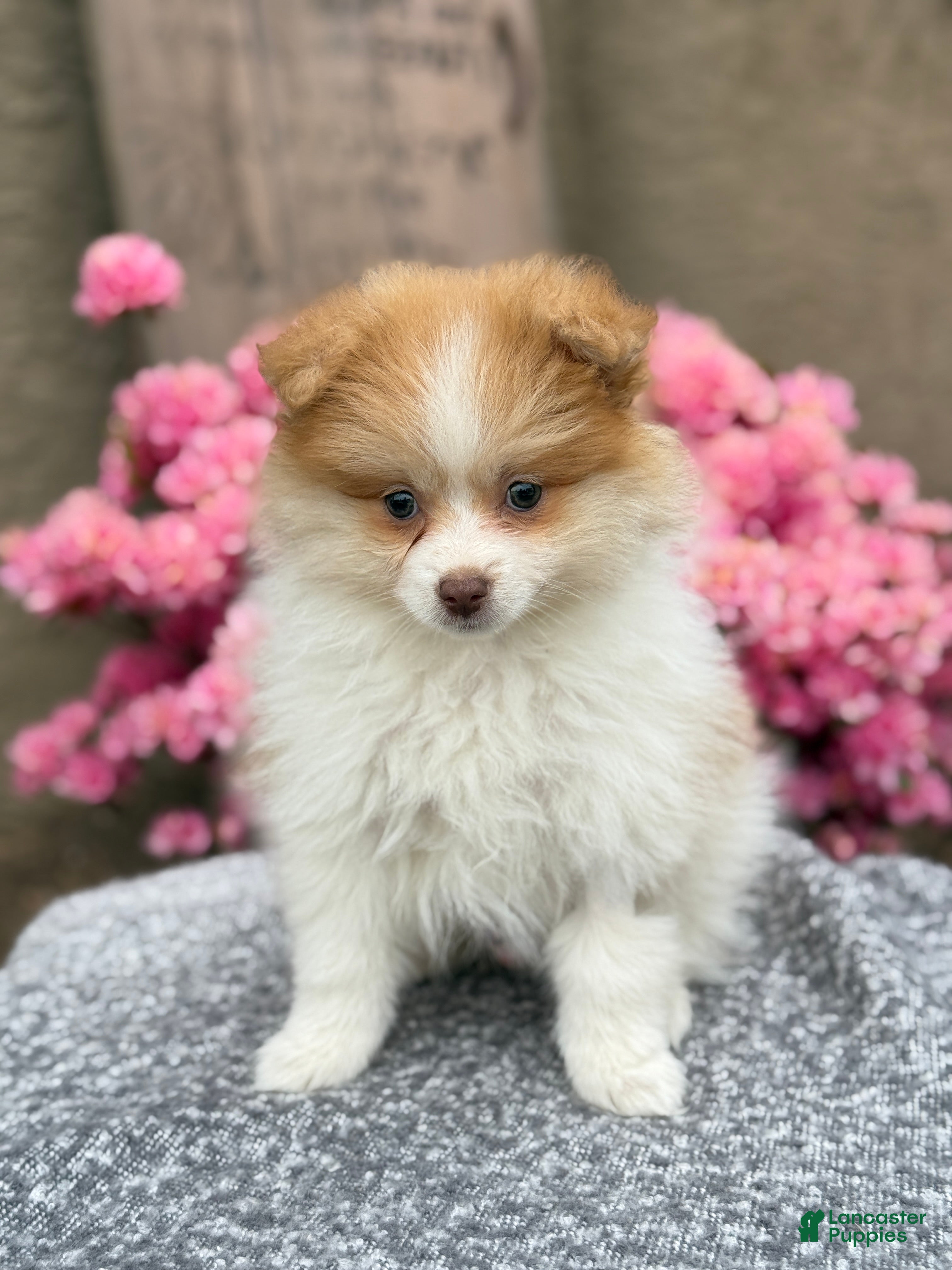 Pomeranian dogs Percy - Ad 1