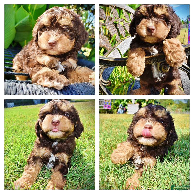 Havapoo dogs Jazz-LABOR DAY SALE-TAKE $100 OFF!!! - Ad 1
