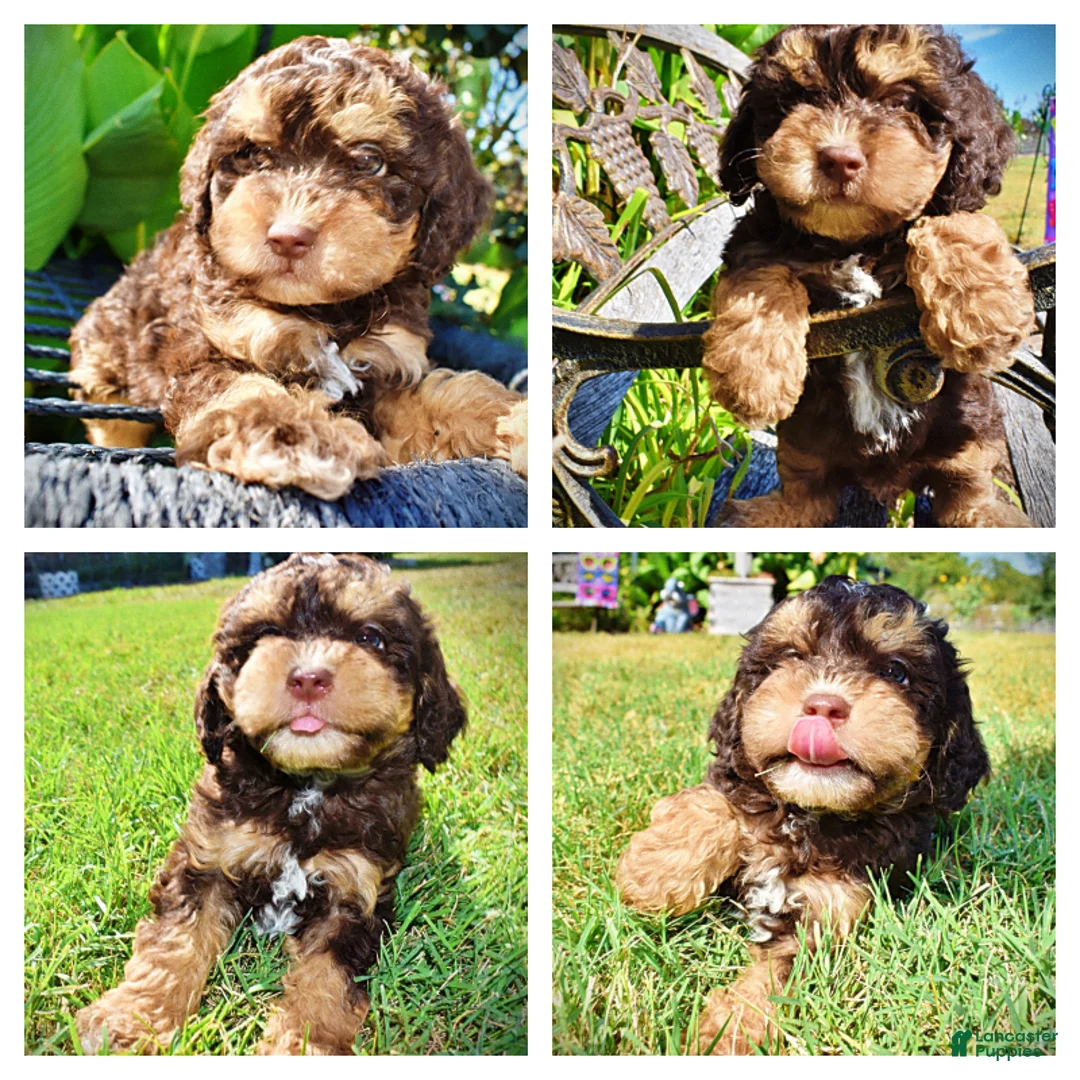 Havapoo dogs for sale: Jazz-LABOR DAY SALE-TAKE $100 OFF!!! - Ad 1
