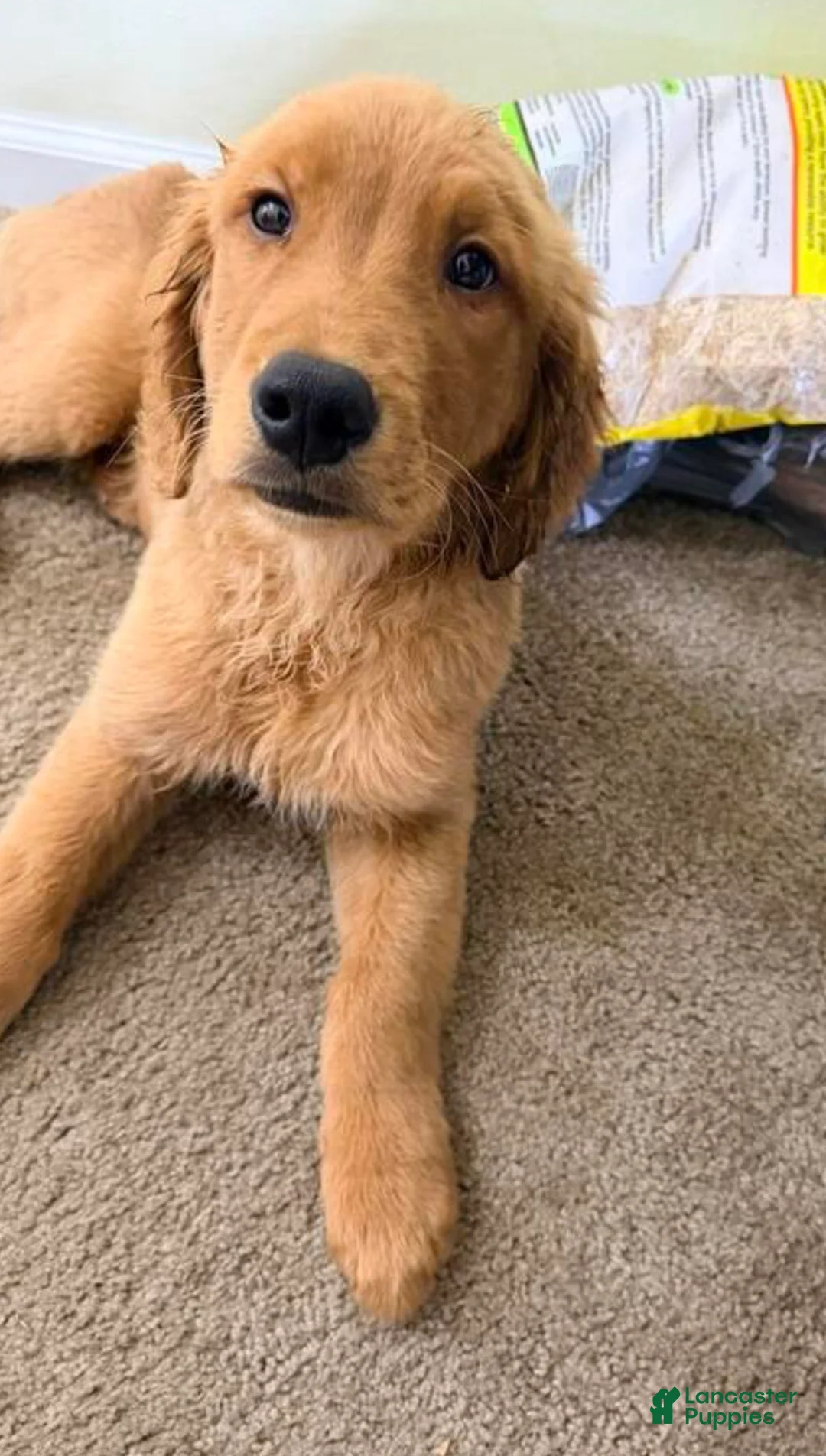 Golden Retriever dogs for sale: Golden Retriever Puppy 1 - Ad 1