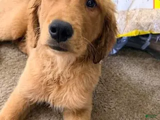 Golden Retriever dogs Golden Retriever Puppy 1 - Ad 26