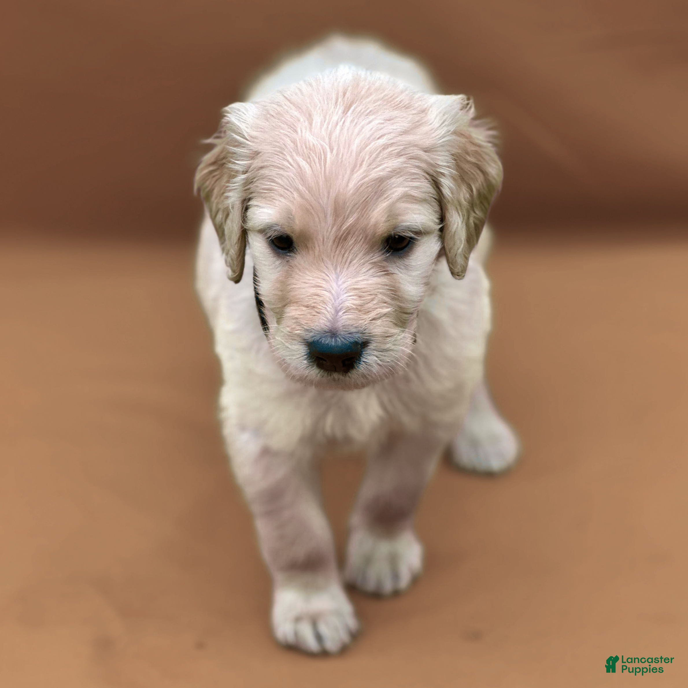 Goldendoodle dogs Ventress - Ad 1
