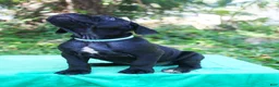 Cane Corso dogs for sale: Roxanne - Ad 3