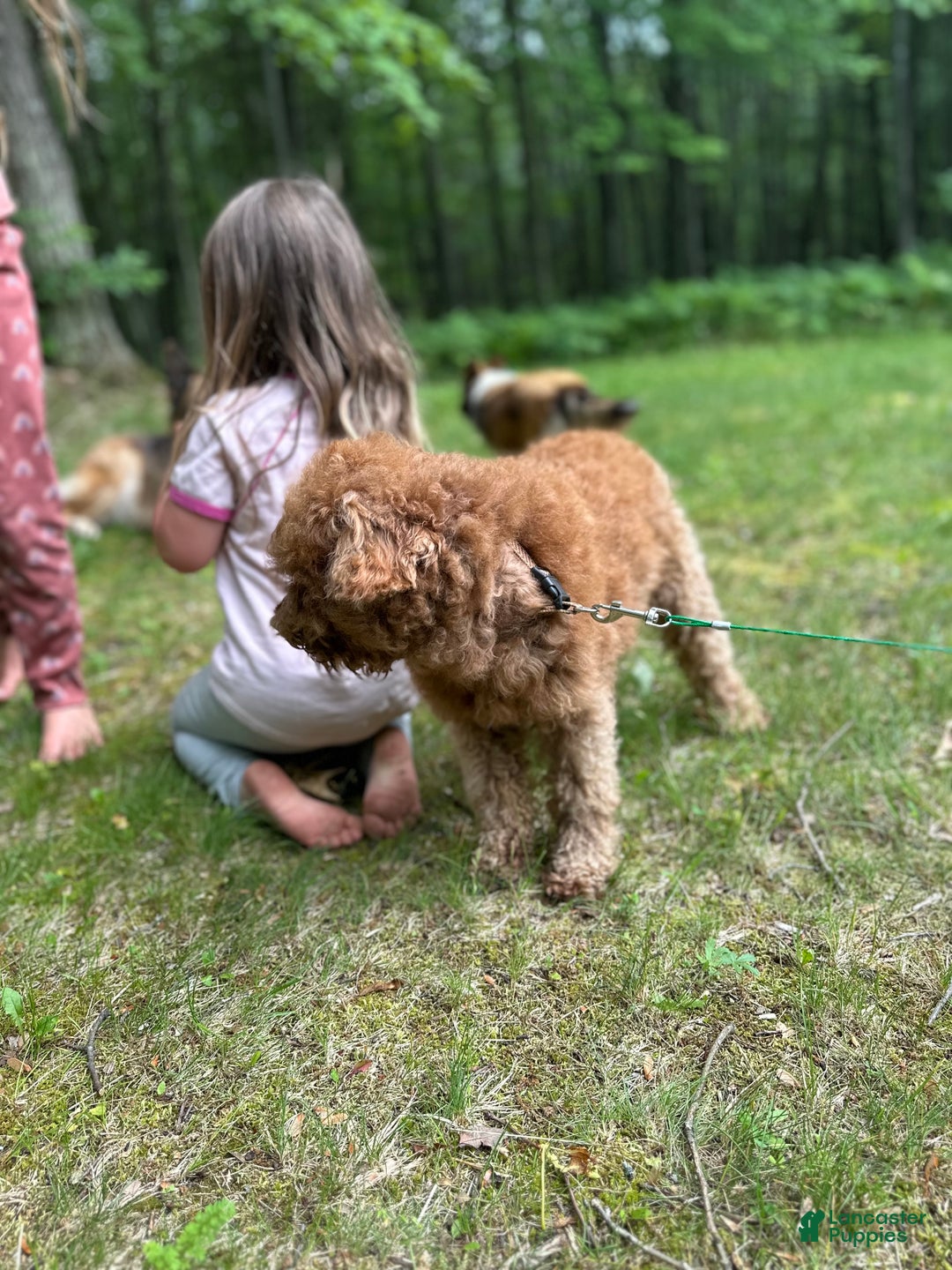 Miniature Poodle dogs for sale: Miniature Poodle litter of 1 puppies - Ad 2