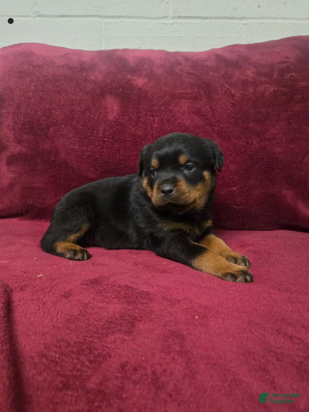 Rottweiler dogs for sale: Daffy  - Ad 2