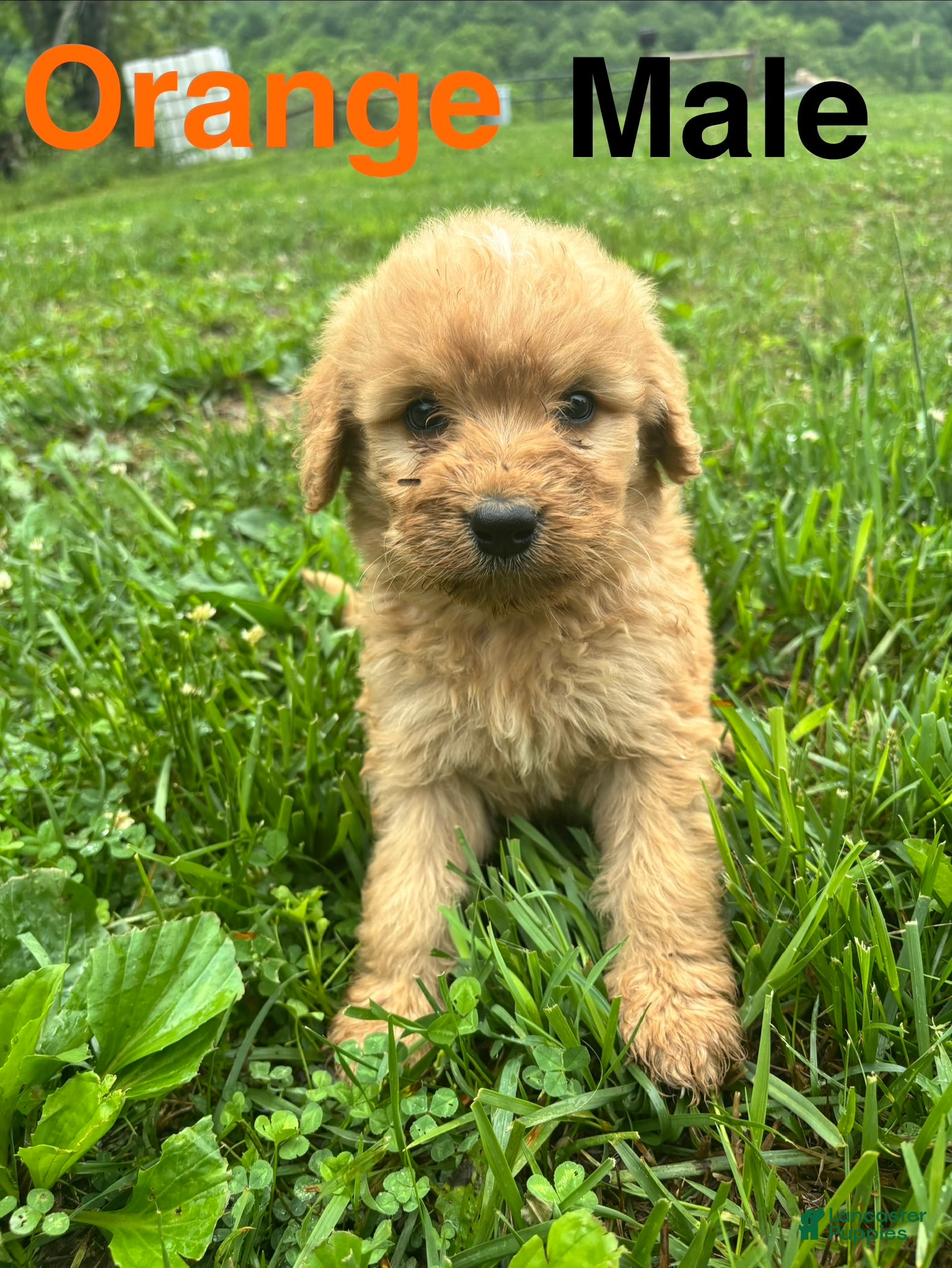 Bernedoodle dogs Bernedoodle Puppy 2 - Ad 1