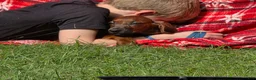 Redbone Coonhound dogs for sale: Redbone Coonhound black collar - Ad 2