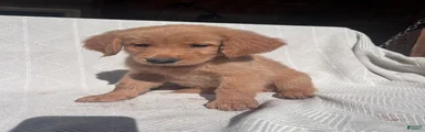 Golden Retriever 4