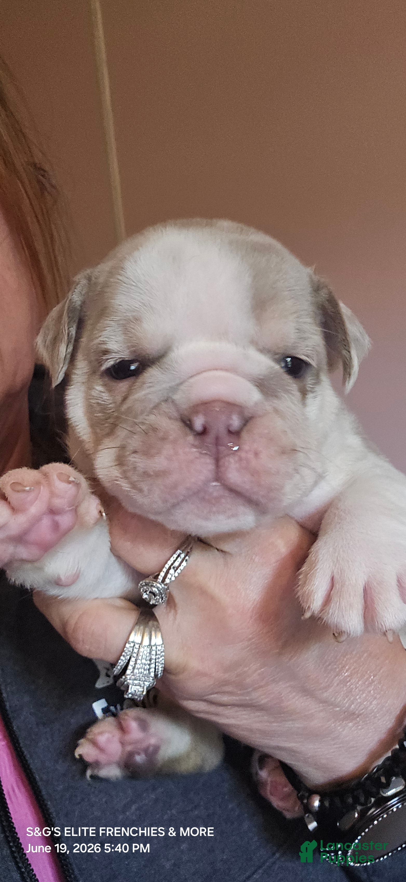 English Bulldog dogs Whiskey  - Ad 22