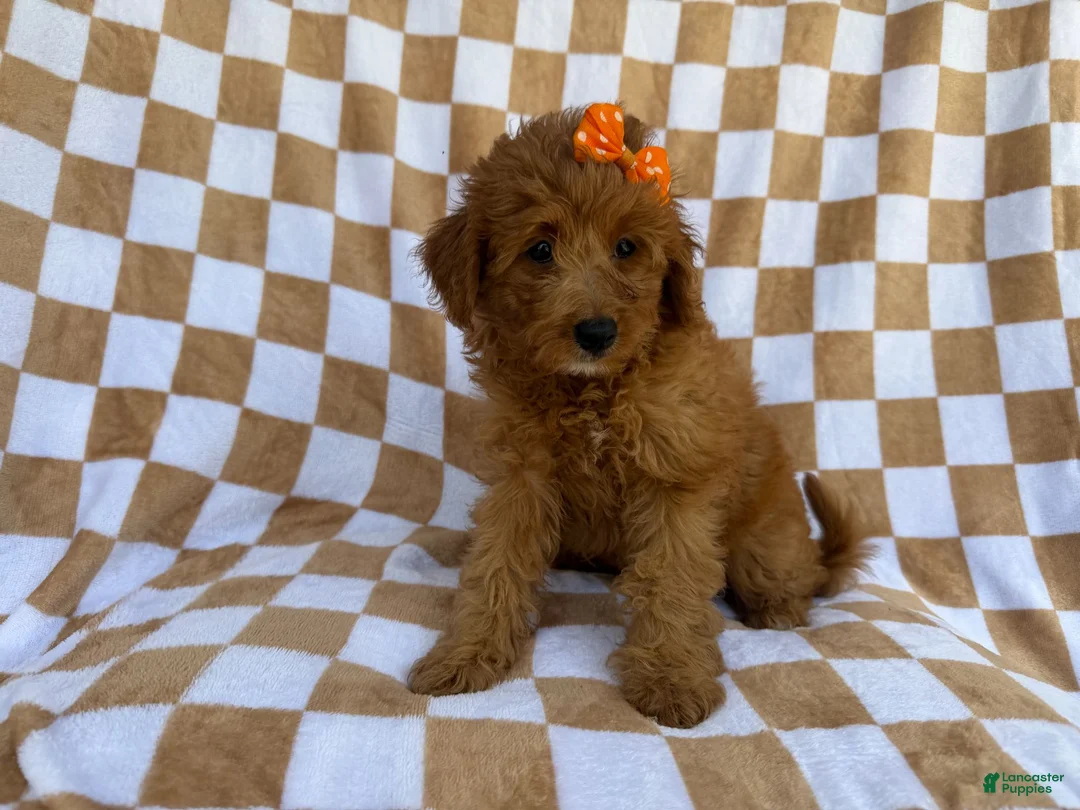 Mini Aussiedoodle dogs for sale: Ohana - Ad 2