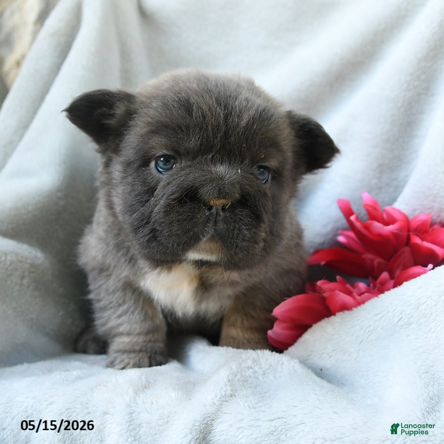 French Bulldog dogs for sale: Gretchen - Ad 2