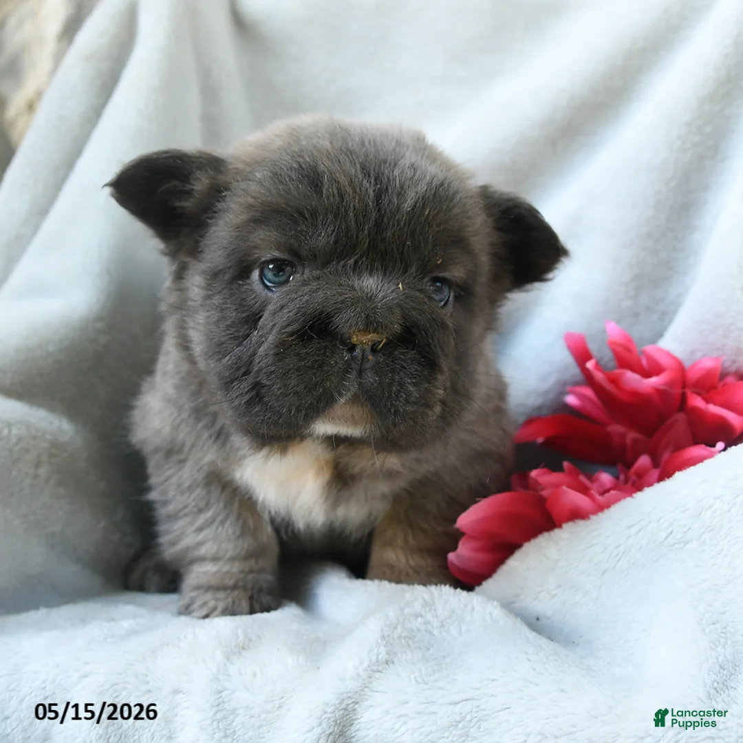 French Bulldog dogs for sale: Gretchen - Ad 1