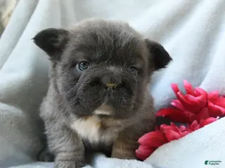 French Bulldog dogs for sale: Gretchen - Ad 2