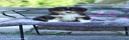 Australian Shepherd dogs for sale: Russell - Ad 1