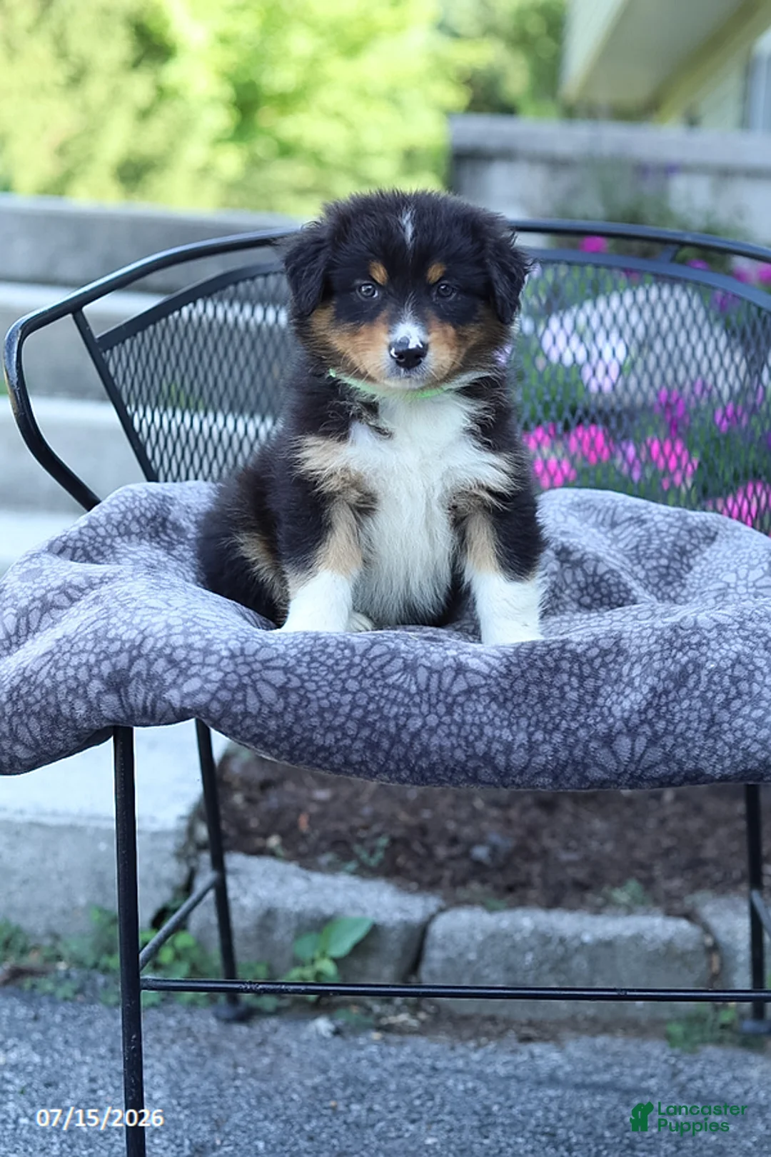 Australian Shepherd dogs for sale: Russell - Ad 1
