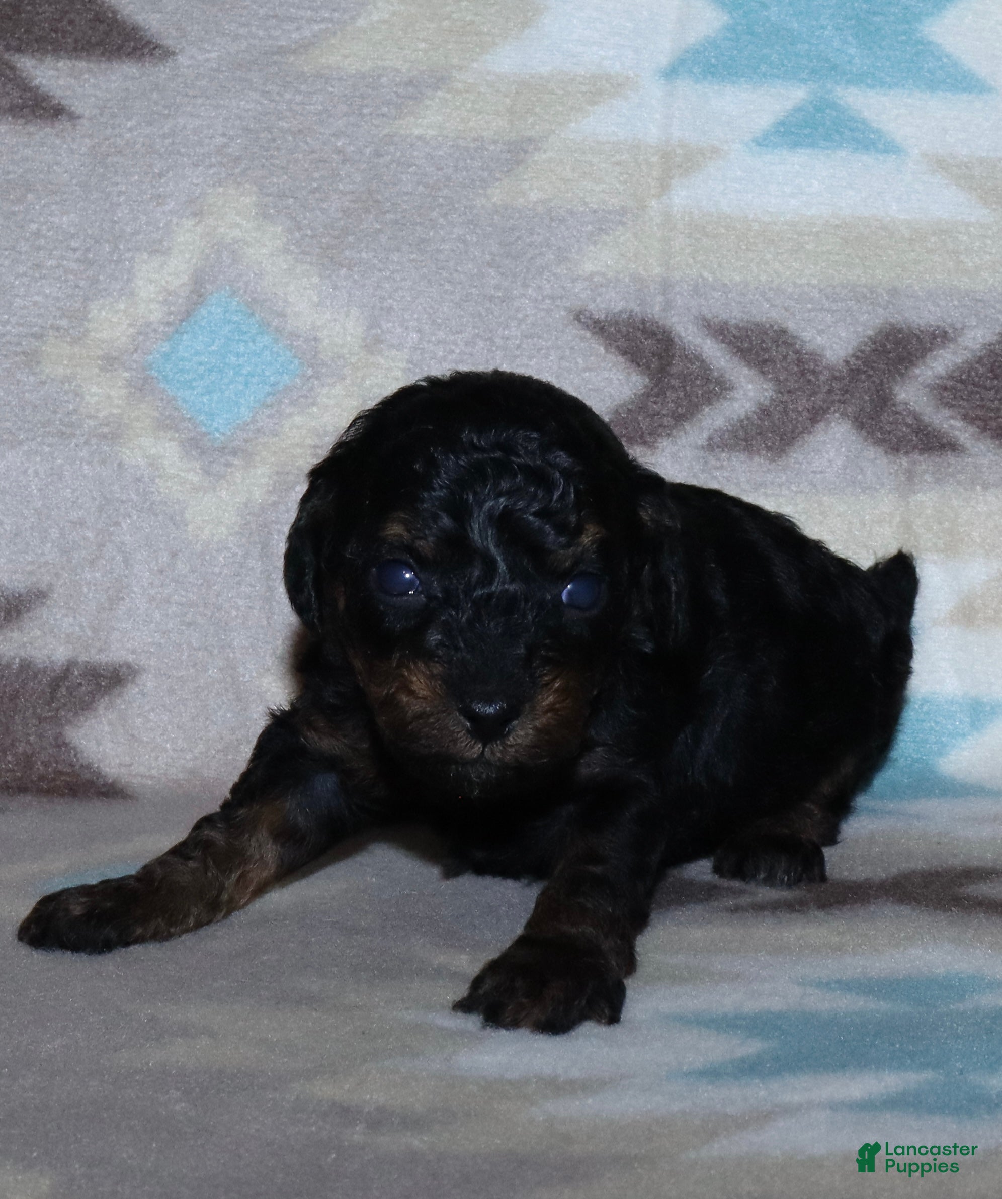 Toy Poodle dogs for sale: Reserved Summer’s phantom female - Ad 2