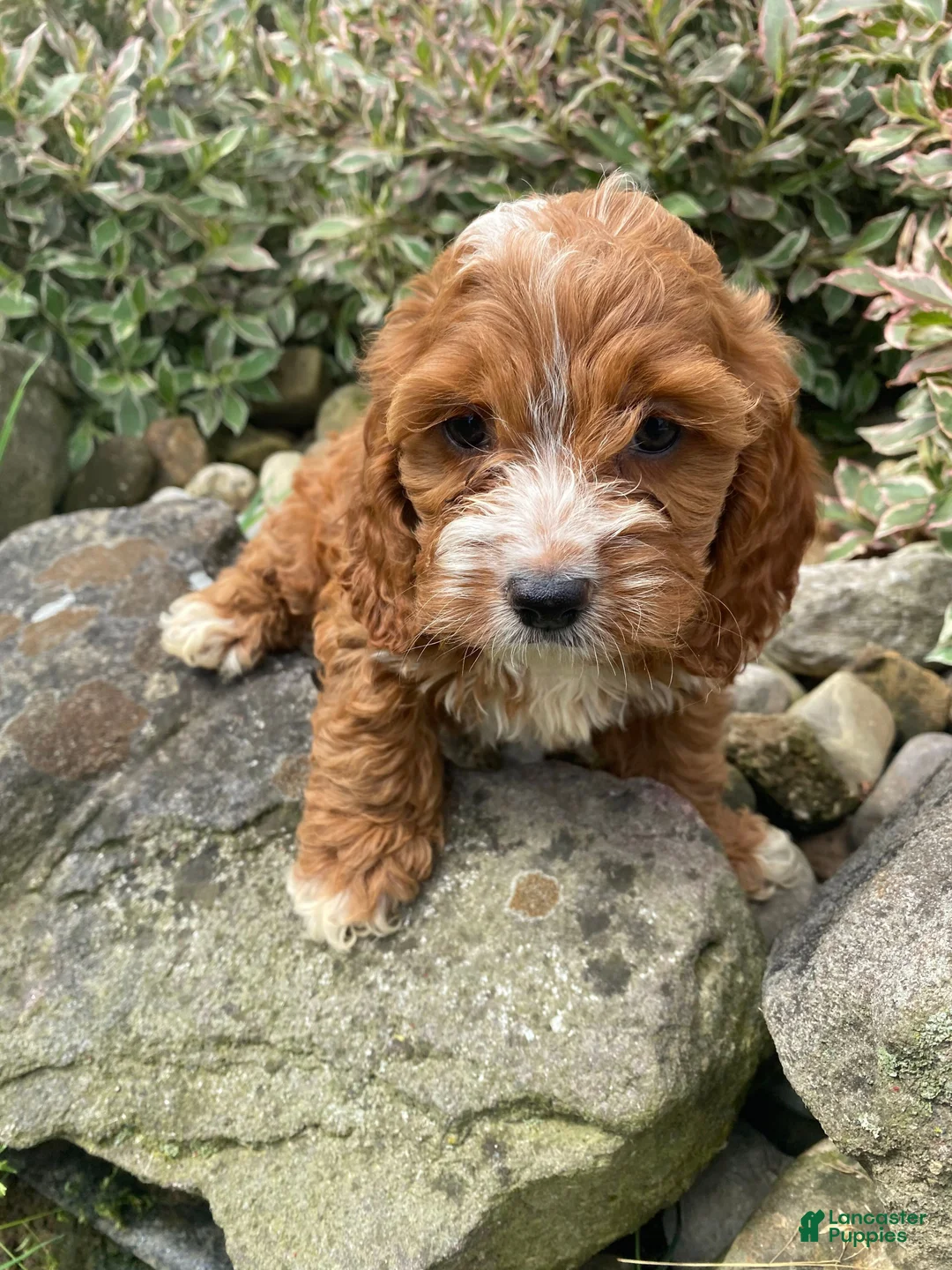Cockapoo dogs for sale: Layla - Ad 11