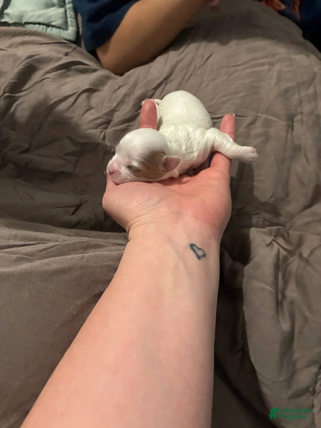 Mixed Breed dogs for sale: Mixed Breed Puppy 2 - Ad 2