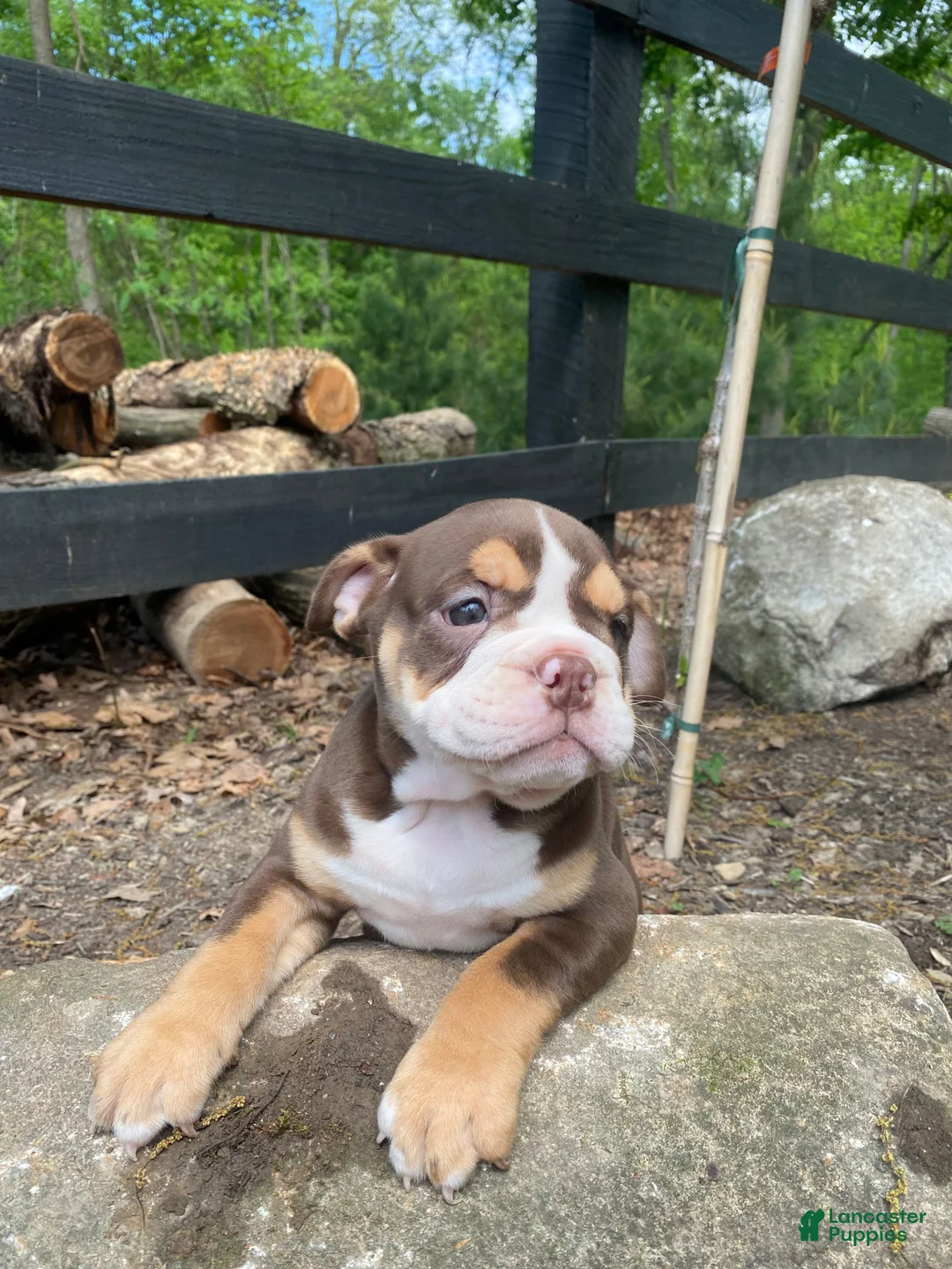 Mixed Breed dogs for sale: Sheba - Ad 1