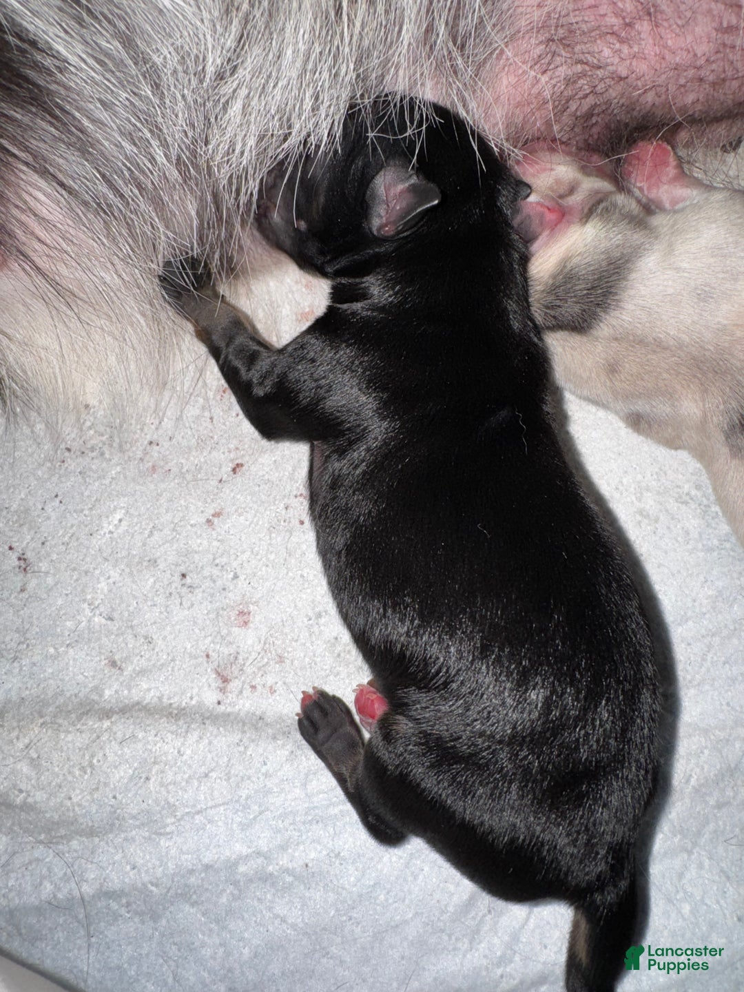 Pomsky dogs for sale: Pomsky Puppy black and white male - Ad 2