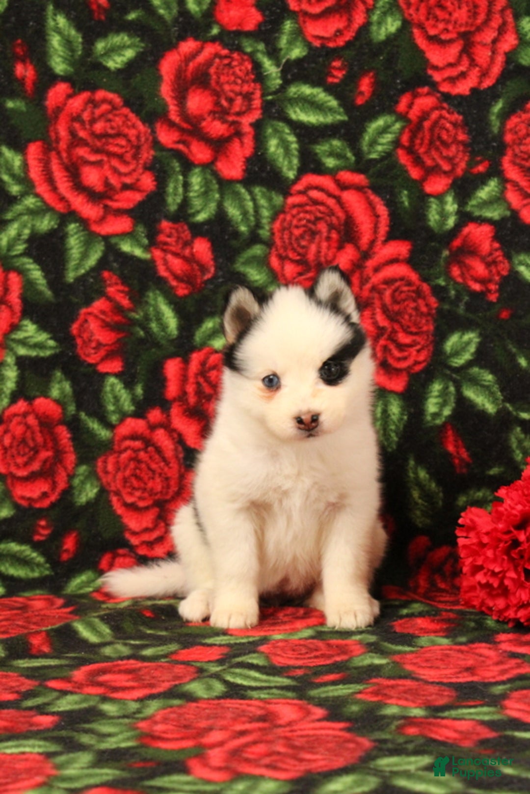 Pomsky dogs for sale: Dasiy - Ad 2